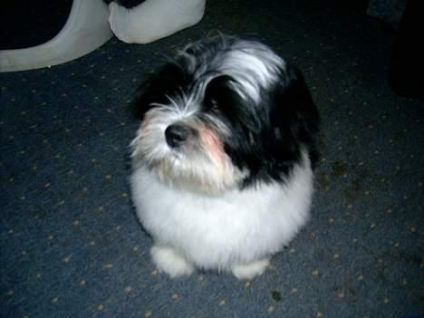 Lhasa apso Nemo billede 12