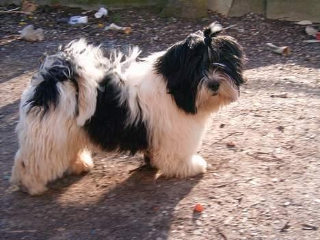 Lhasa apso Nemo billede 14