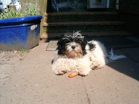 Lhasa apso Nemo billede 15