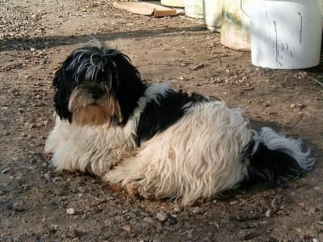 Lhasa apso Nemo billede 16