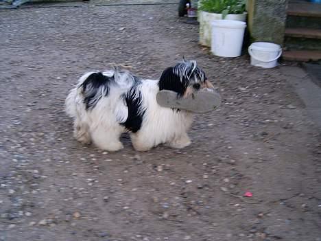 Lhasa apso Nemo billede 18