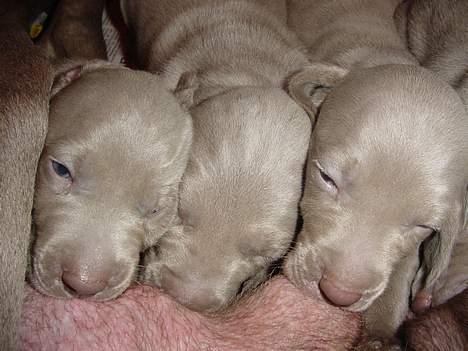 Weimaraner SØNDERSKOVENS D-KULD - GRRRR, flyt den tingest vi spiser !!!!! billede 3
