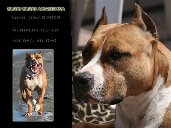 Amerikansk staffordshire terrier Bijou bijou amazonka billede 1