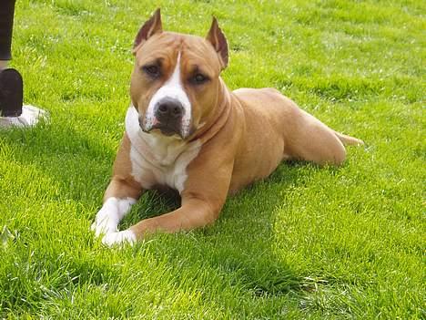 Amerikansk staffordshire terrier Bijou bijou amazonka billede 2