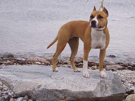Amerikansk staffordshire terrier Bijou bijou amazonka billede 3