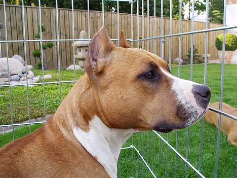 Amerikansk staffordshire terrier Bijou bijou amazonka billede 4