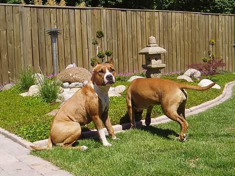 Amerikansk staffordshire terrier Bijou bijou amazonka billede 5