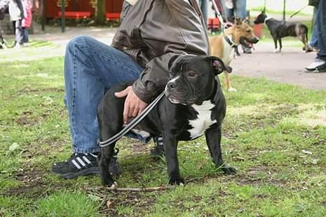 Staffordshire bull terrier Buster billede 1
