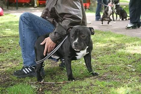 Staffordshire bull terrier Buster billede 2