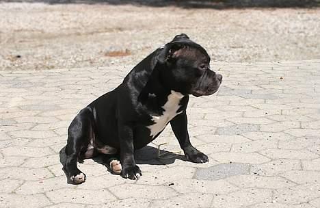 Staffordshire bull terrier Buster billede 3