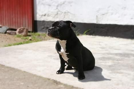 Staffordshire bull terrier Buster billede 4