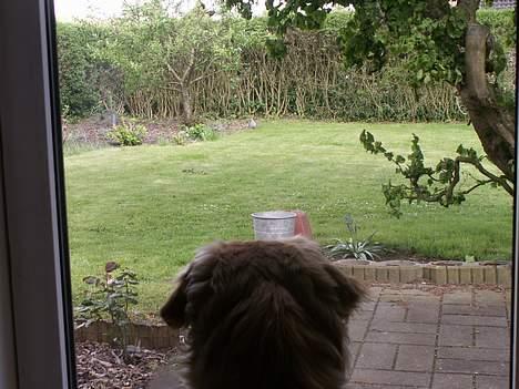 Golden retriever Augustus *Brutus* *R.I.P.* - Min mor siger at jeg skal være jagthund. Hvorfor må jeg så ikke komme ud og tage den due?? billede 12