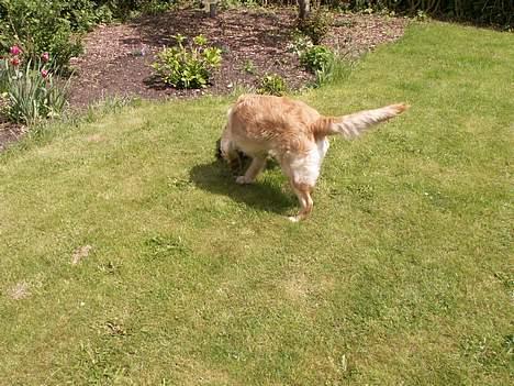 Golden retriever Augustus *Brutus* *R.I.P.* - Hvert et græsstrå bliver nøje undersøgt billede 13