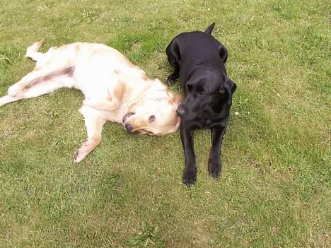 Golden retriever Augustus *Brutus* *R.I.P.* - Uhh Amy hvor er du da dejlig!! billede 14