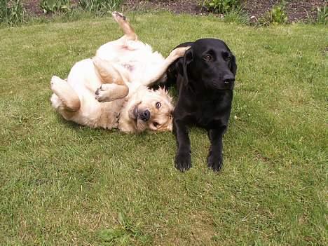 Golden retriever Augustus *Brutus* *R.I.P.* - Se jeg kan stå på hovedet for dig... billede 15