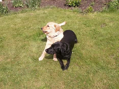 Golden retriever Augustus *Brutus* *R.I.P.* - Hvem kommer nu??? og forstyrre lige hvor jeg var ved at få hende tøet op! billede 16