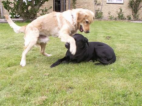 Golden retriever Augustus *Brutus* *R.I.P.* - Kom nu for pokker vi skal lege... billede 17