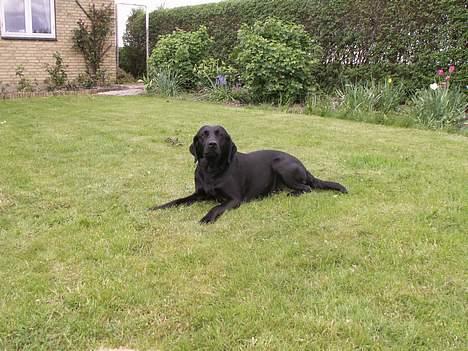 Labrador retriever * R.I.P.* Amy - Jeps her ligger jeg så billede 11