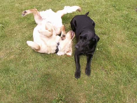 Labrador retriever * R.I.P.* Amy - ja så er freden forbi ... Træls med sådan en hvalp billede 12