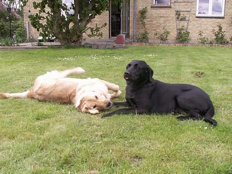 Labrador retriever * R.I.P.* Amy - Kan du ikke se hvad jeg mener om dig Brutus billede 13