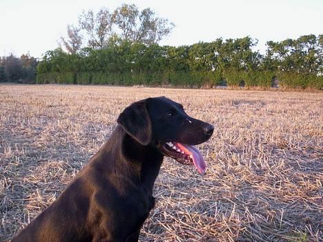 Labrador retriever * R.I.P.* Amy - *gammelt* Amy i profil billede 15