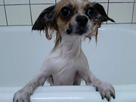 Chihuahua Mogens - Er lige i bad!  billede 13
