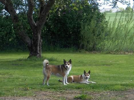 Norsk lundehund Frey - Ida og Frey hygger sig på græsplænen, Frey vil gerne have den pind Ida har i munden billede 8