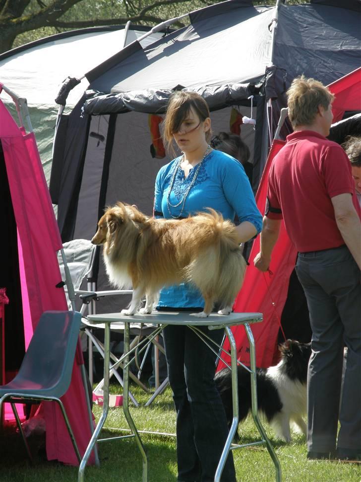 Shetland sheepdog Watson "Danger" McFluff - Vi har i den forbindelse fundet på en nyfortolkning af "kaninen op af hatten", men nogle gange bliver kaninen væk... billede 16