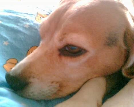 Beagle <3 PrinZezz $ille <3 - putter rigtig nu  billede 1