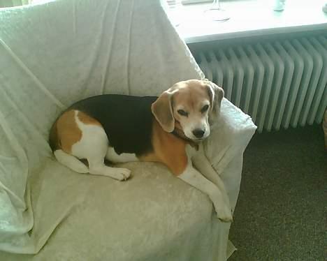 Beagle <3 PrinZezz $ille <3 - du vover lige på og jage mig væk :( billede 2
