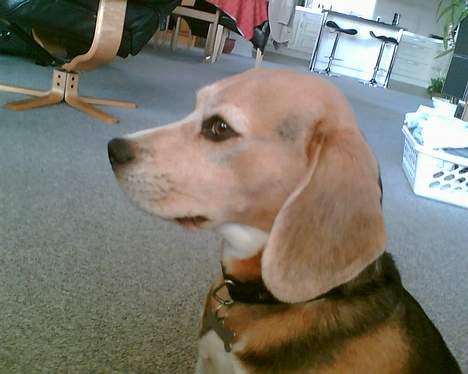 Beagle <3 PrinZezz $ille <3 - se mig lige fra siden. billede 3