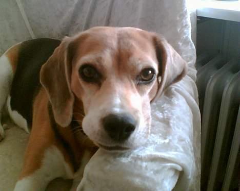 Beagle <3 PrinZezz $ille <3 - jeg holder øje med dig ;) billede 4