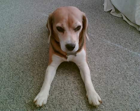 Beagle <3 PrinZezz $ille <3 - mine lange ben er flotte  billede 5