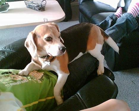 Beagle <3 PrinZezz $ille <3 - slapper af på katharina billede 6