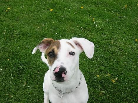 Blanding af racer "Ricki" - Har du en godbid ? billede 7