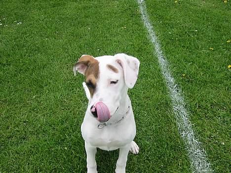 Blanding af racer "Ricki" - Mmm den smagte godt :) billede 8