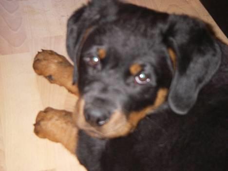 Rottweiler Bella - Er jeg ikke dejlig billede 1
