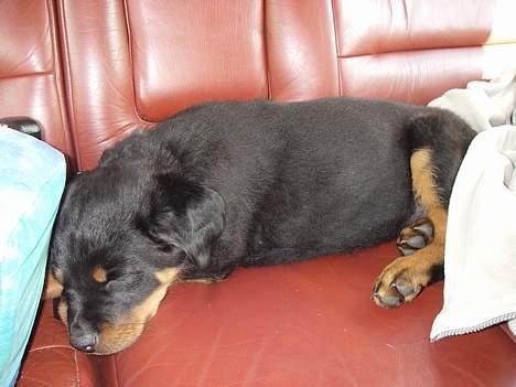 Rottweiler Bella - Sådan gik den lange turen hjem billede 2