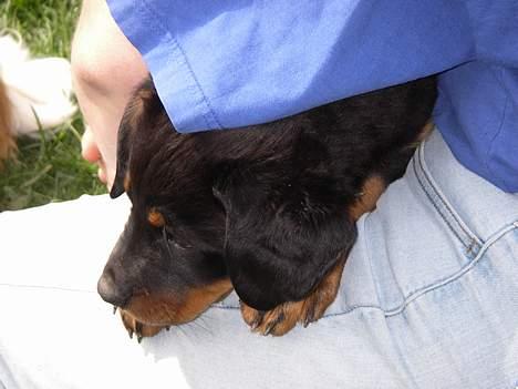 Rottweiler Bella - Mor jeg er lidt bange billede 3