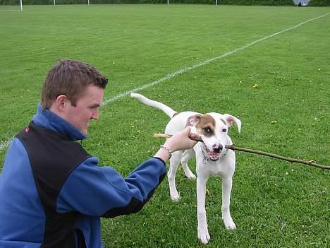 Blanding af racer "Ricki" - Gi´ mig den så slapsvans.. billede 10