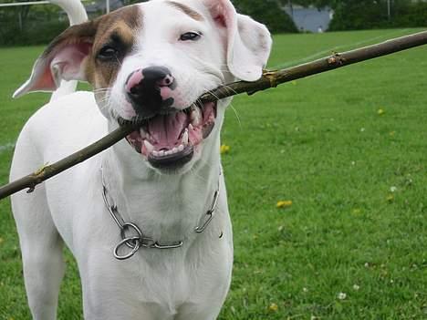 Blanding af racer "Ricki" - Nu kommer jeg :D billede 11