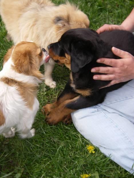 Rottweiler Bella - Hilser på  de andre billede 4