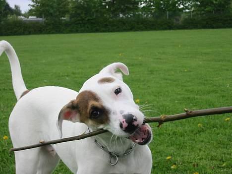 Blanding af racer "Ricki" - Mon jeg kan bide den midt over ? billede 12