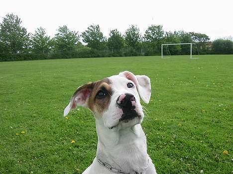 Blanding af racer "Ricki" - En til godbid ? billede 13