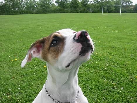 Blanding af racer "Ricki" - Jeg tror vi er bedste venner med alle de godbidder :) billede 14