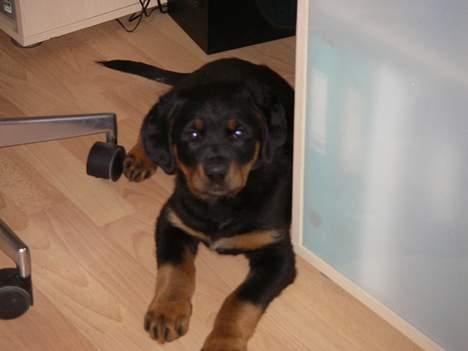 Rottweiler Bella billede 5