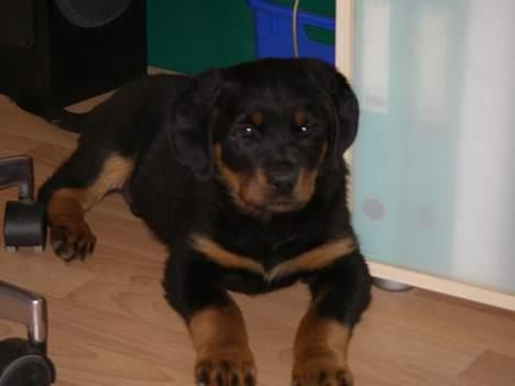 Rottweiler Bella billede 6