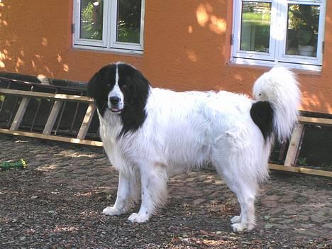 Landseer Sebastian vom Heidenberg - Kiko 3½ år. billede 4