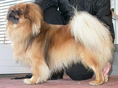 Tibetansk spaniel Khyi-Po billede 2