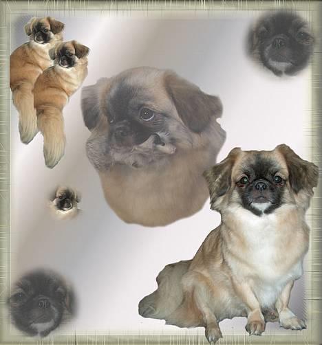 Tibetansk spaniel Khyi-mo’s Cilpa Sa-Wa - Vores dejlige Cille billede 1